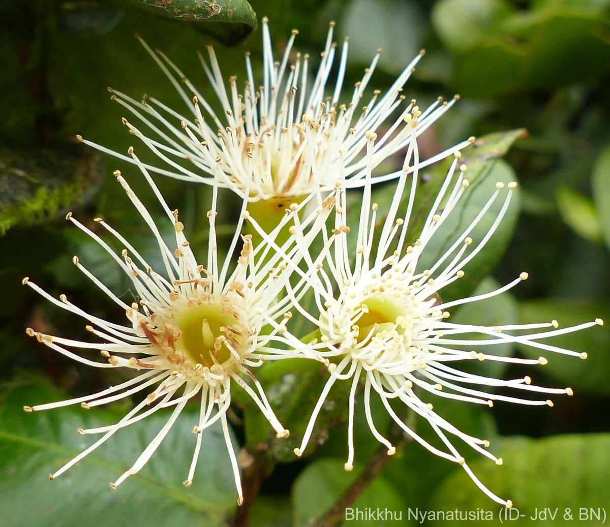 Syzygium fergusonii (Trimen) Gamble